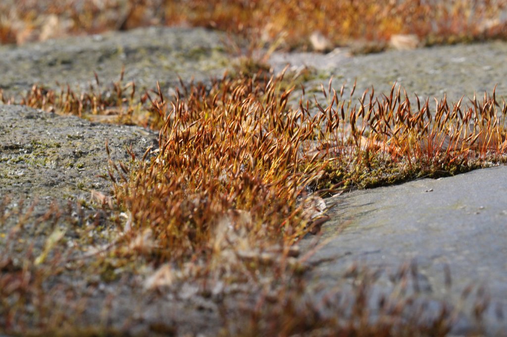 IMG_9105.JPG - Moss on wall