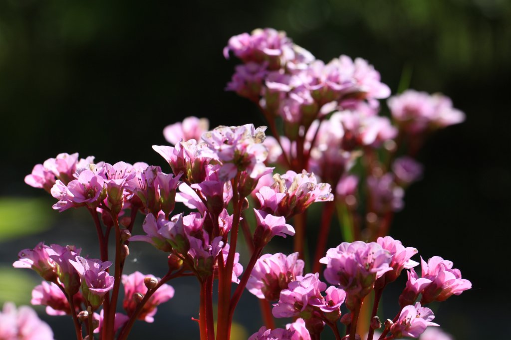 IMG_9612.JPG -  Bergenia  ( Bergenien )