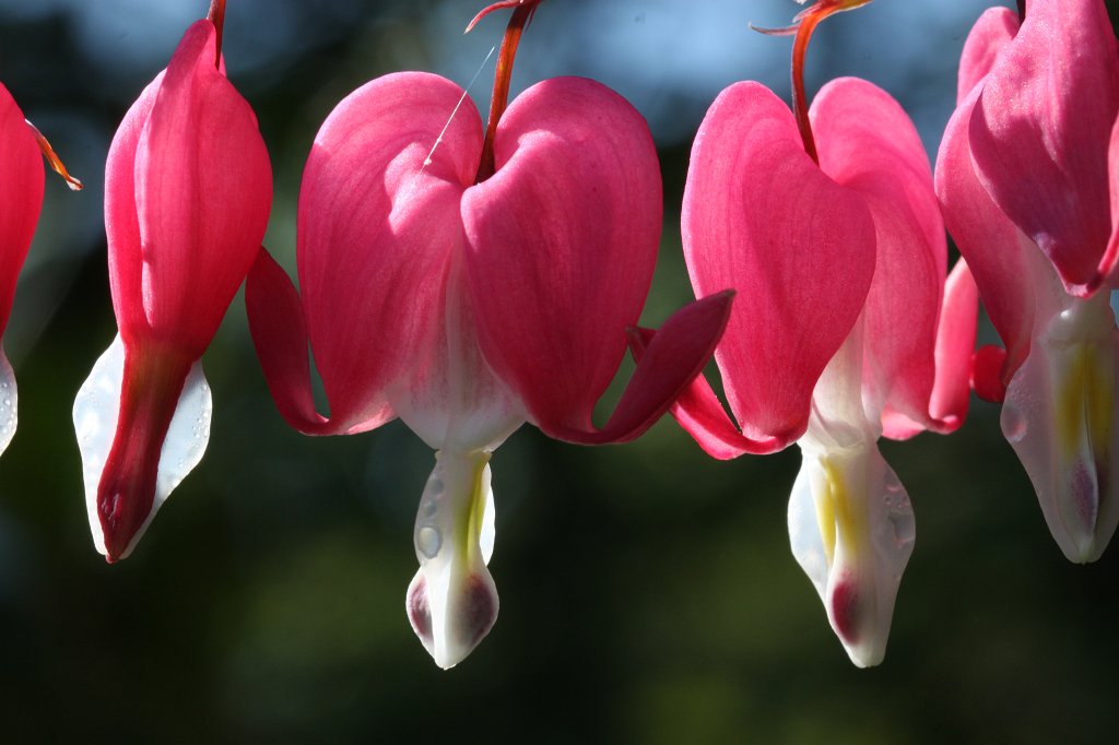 IMG_9621.JPG -  Bleeding heart  ( Tränendes Herz )