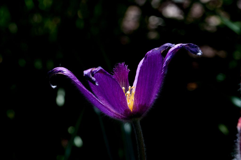 IMG_9627_c1.jpg -  Pulsatilla  ( Kuhschelle )