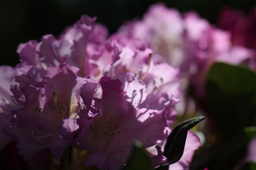 IMG_9650.JPG -  Rhododendron 