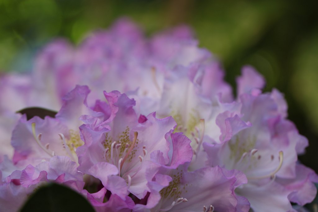 IMG_9680.JPG -  Rhododendron 