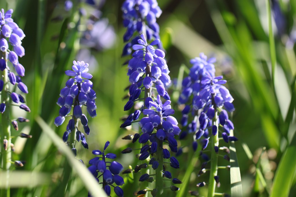 IMG_9702.JPG -  Grape hyacinths  ( Traubenhyazinthen )