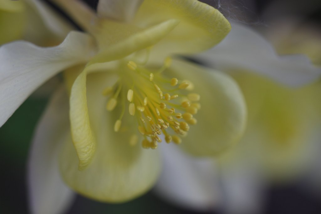 IMG_9722.JPG -  Columbine  ( Akelei )