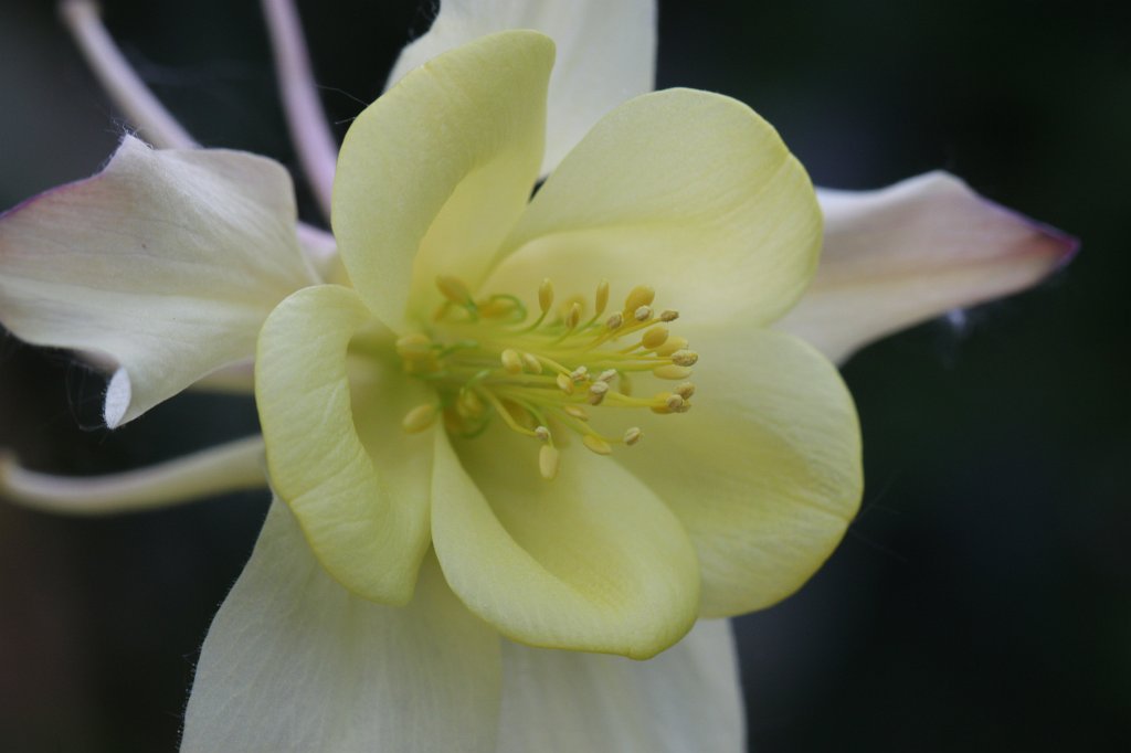 IMG_9727.JPG -  Columbine  ( Akelei )