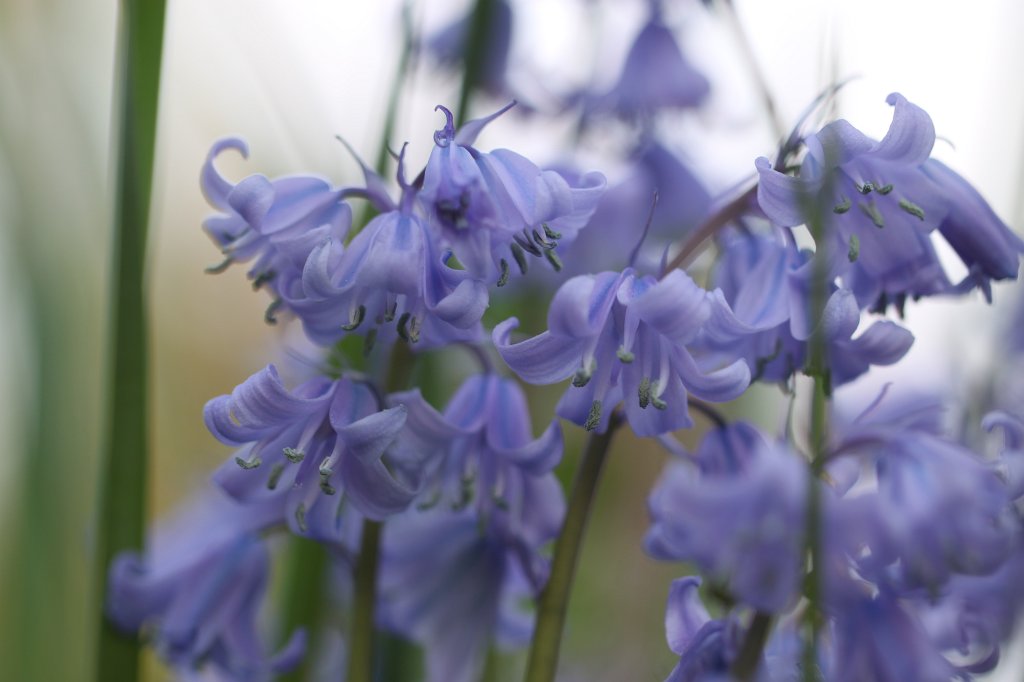 IMG_9735.JPG -  Spanish bluebells  ( Spanische Hasenglöckchen )