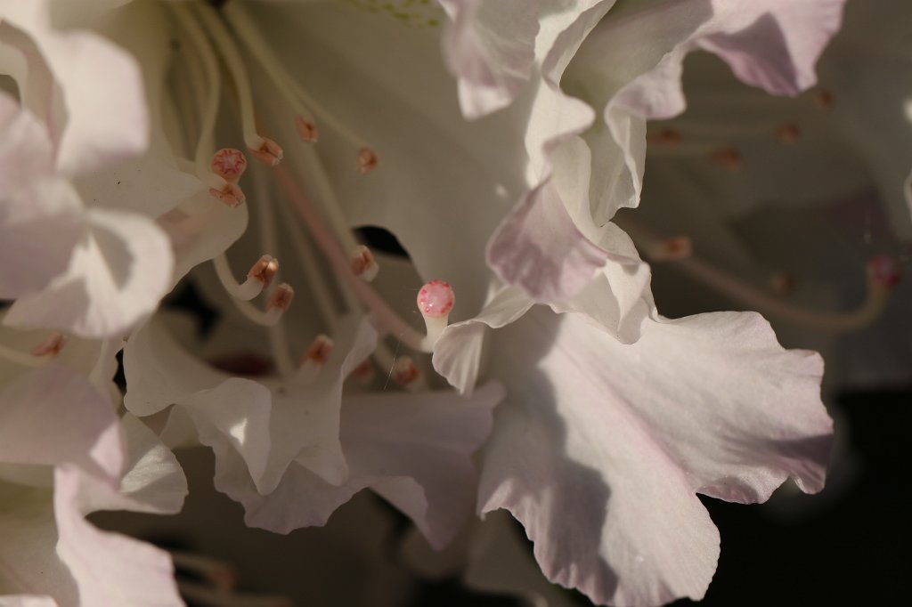 IMG_9753.JPG -  Rhododendron 