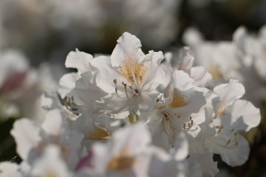 IMG_9756.JPG -  Rhododendron 