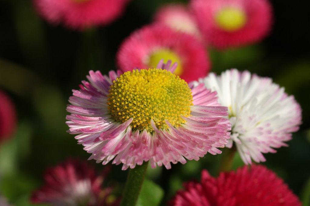 IMG_9785.JPG -  Daisy  ( Tausendschön )