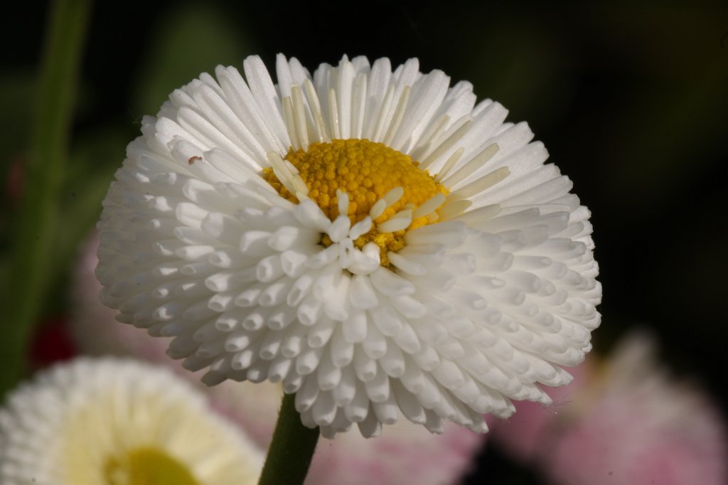 IMG_9790.JPG -  Daisy  ( Tausendschön )