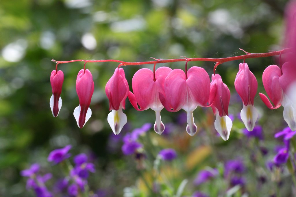 IMG_9818.JPG -  Bleeding heart  ( Tränendes Herz )