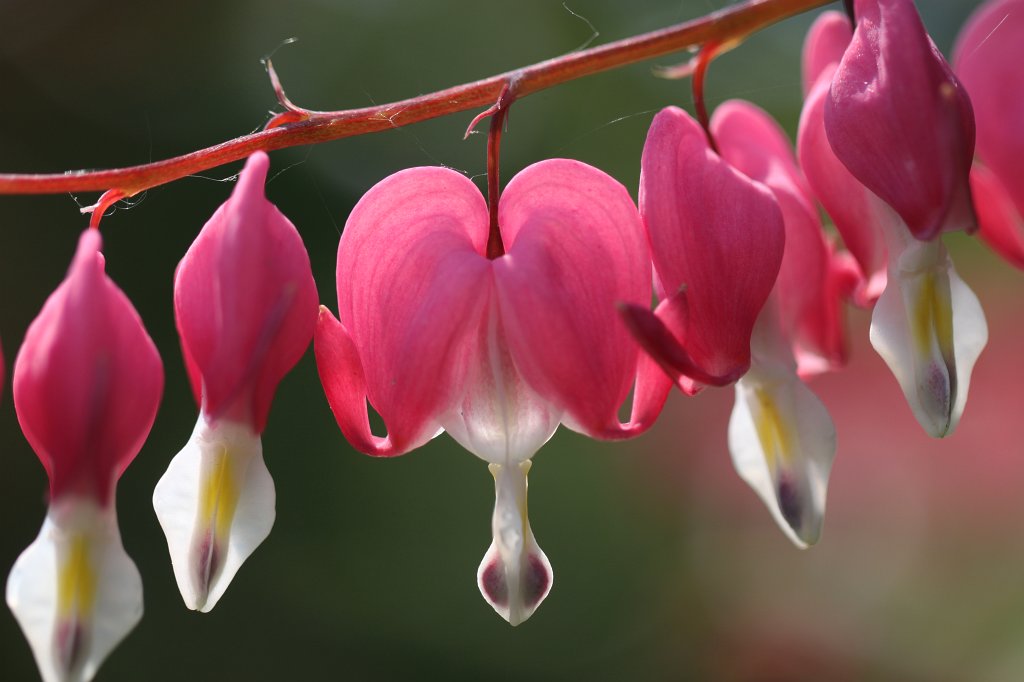 IMG_9825.JPG -  Bleeding heart  ( Tränendes Herz )
