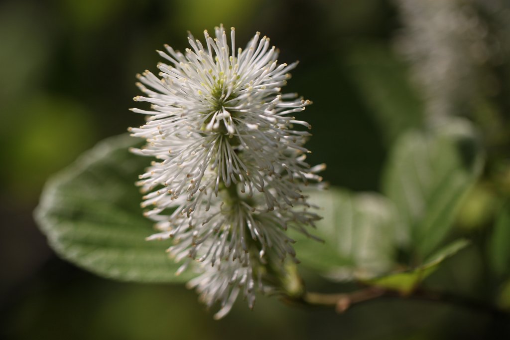IMG_9839.JPG - Blooming shrub
