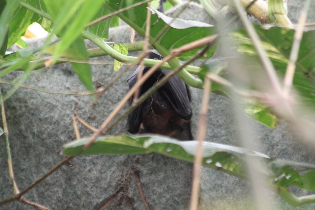 IMG_0002.JPG -  Rodrigues flying fox  ( Rodrigues-Flughund )