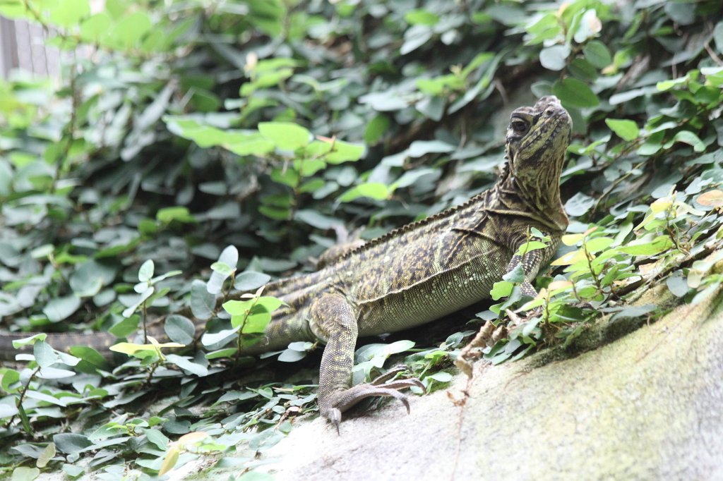 IMG_0036.JPG -  Philippine sailfin lizard  ( Philippinische Segelechse )
