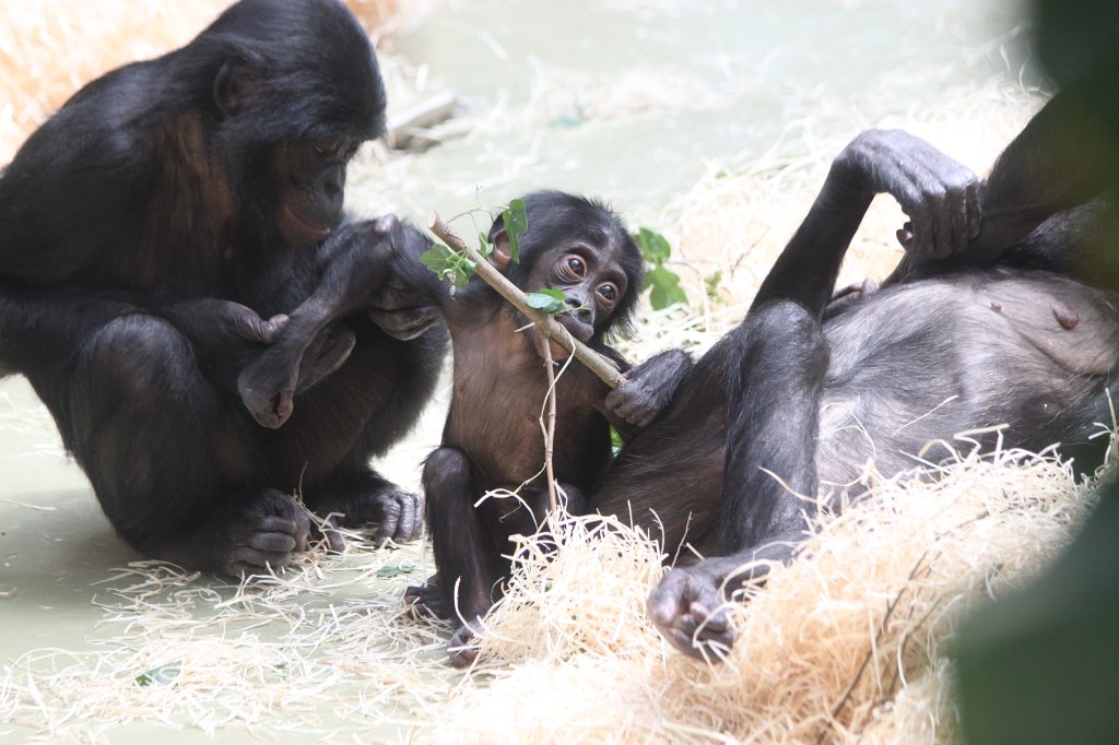 IMG_0092.JPG -  Bonobo 