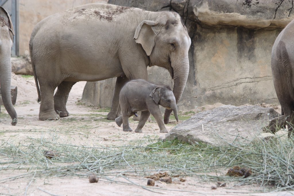 IMG_0138.JPG -  Asian elephant  ( Asiatischer Elefant )
