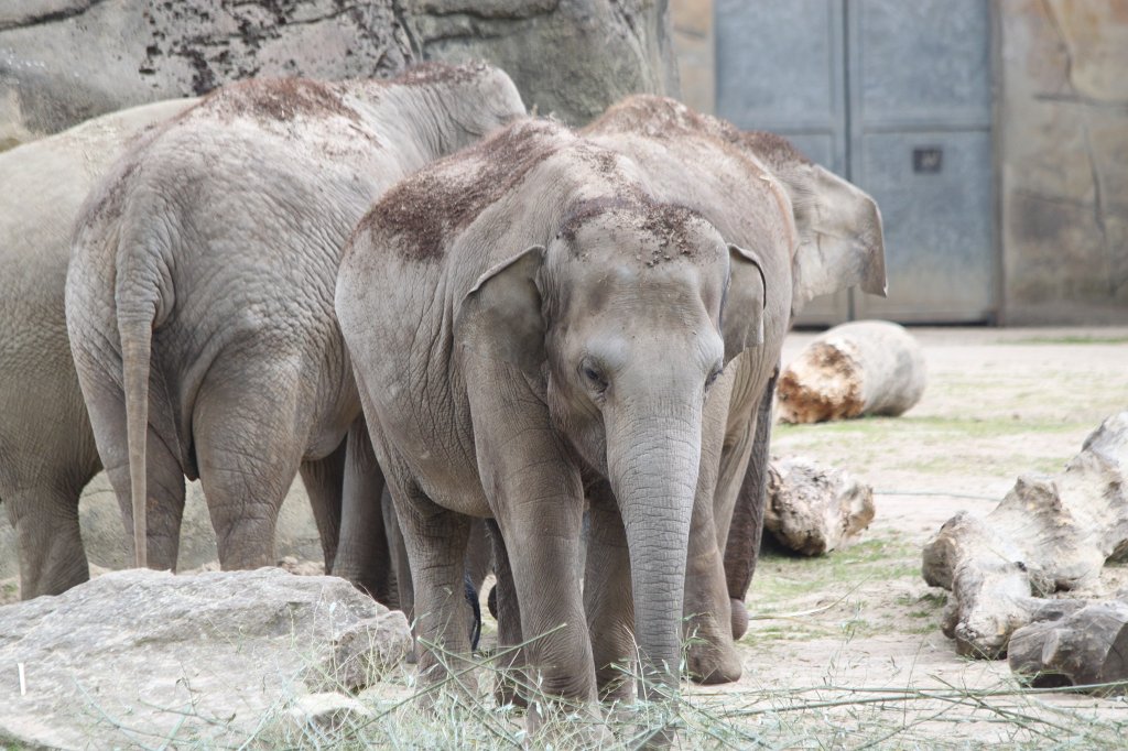 IMG_0139.JPG -  Asian elephant  ( Asiatischer Elefant )