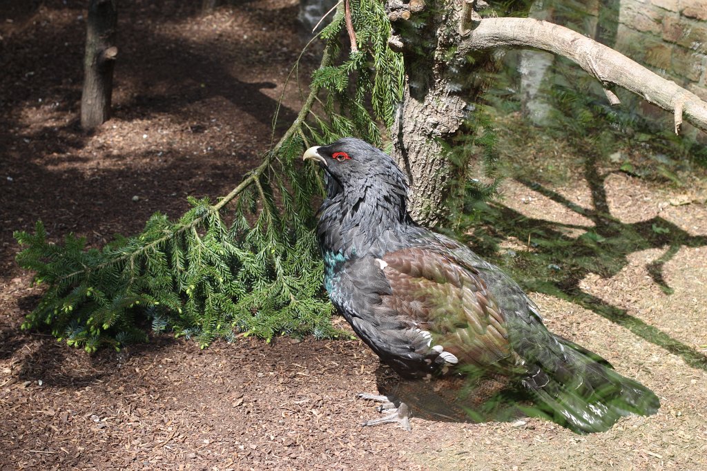 IMG_0206.JPG -  Western capercaillie  ( Auerhahn )