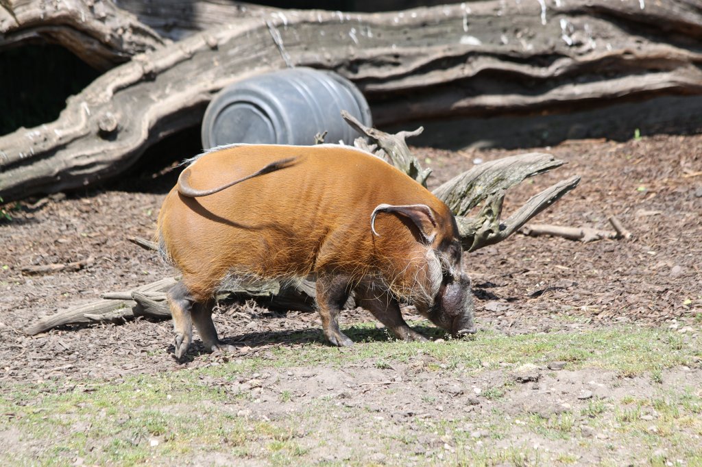 IMG_0284.JPG -  Red river hog  ( Pinselohrschwein )