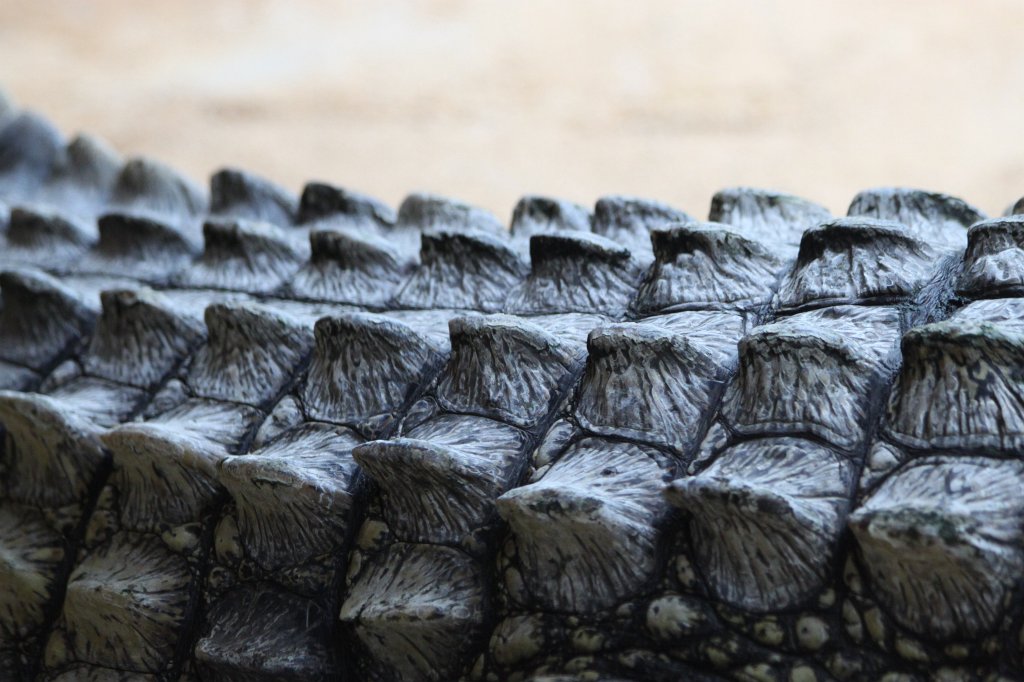 IMG_0302.JPG -  Nile crocodile  ( Nilkrokodil )