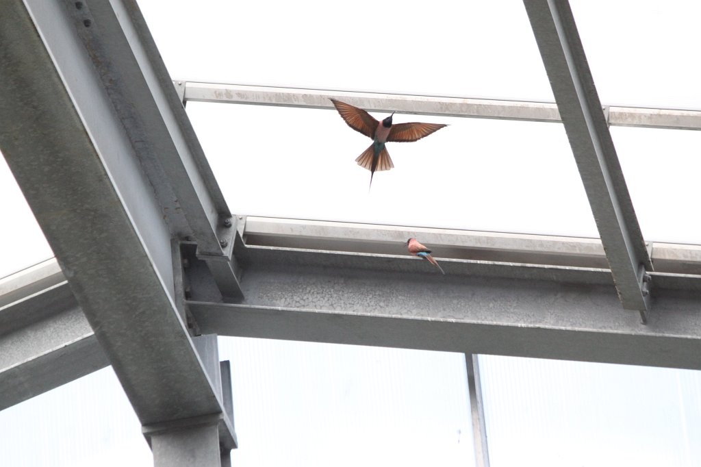 IMG_0316.JPG -  Northern carmine bee-eater  ( Scharlachspint )