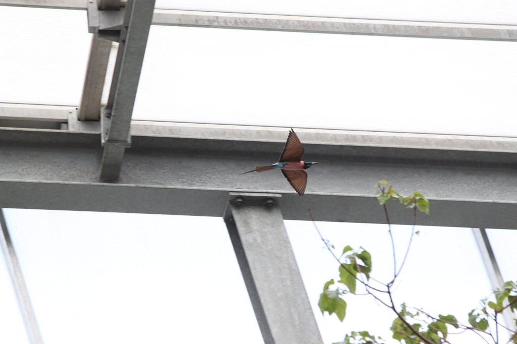 IMG_0322.JPG -  Northern carmine bee-eater  ( Scharlachspint )