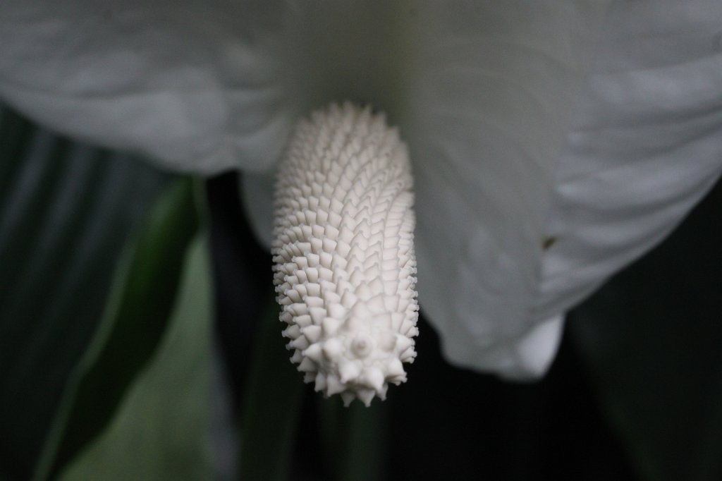 IMG_0429.JPG -  Peace lilies  ( Friedenslilie )