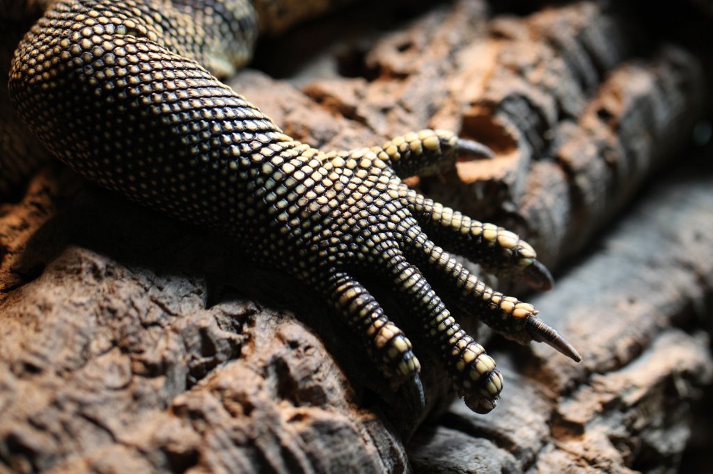 IMG_0445.JPG - Ziegler's  water monitor  (Zieglers  Bindenwaran)