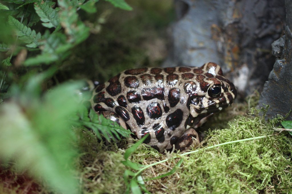 IMG_0458.JPG -  Prachtsüdfrosch 