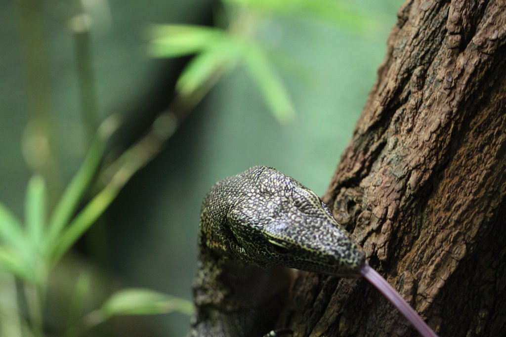 IMG_0481.JPG -  Turquoise monitor  ( Türkiswaran )