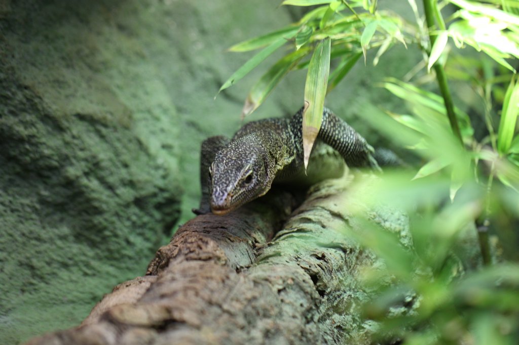 IMG_0485.JPG -  Turquoise monitor  ( Türkiswaran )