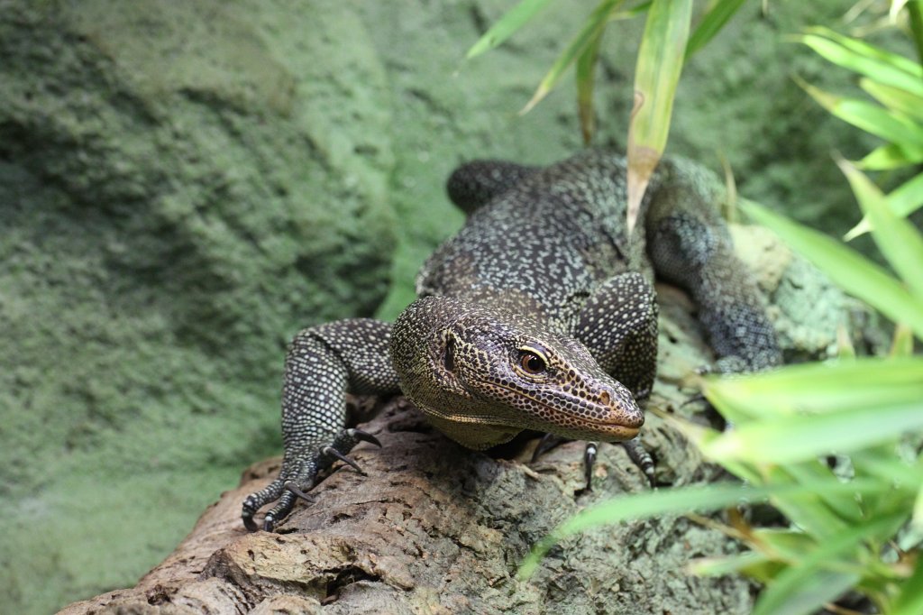 IMG_0492.JPG -  Turquoise monitor  ( Türkiswaran )