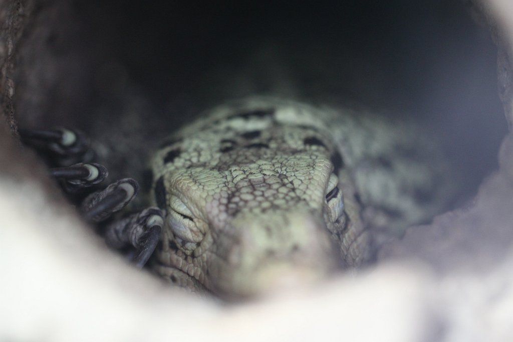 IMG_0513.JPG -  Quince Monitor  ( Quittenwaran )