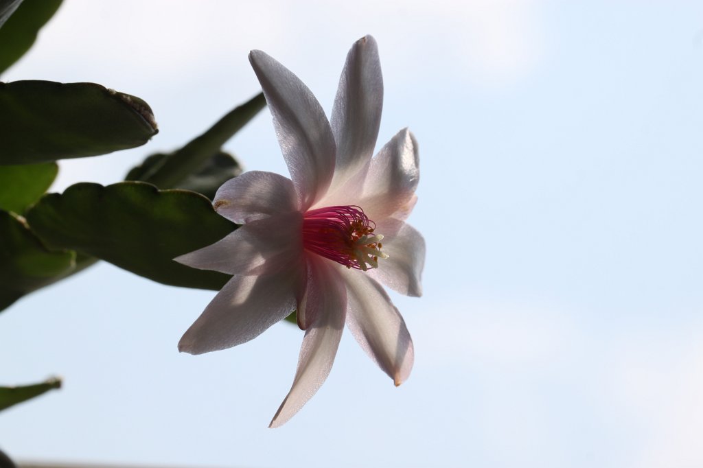 IMG_1330.JPG - Cactus flower