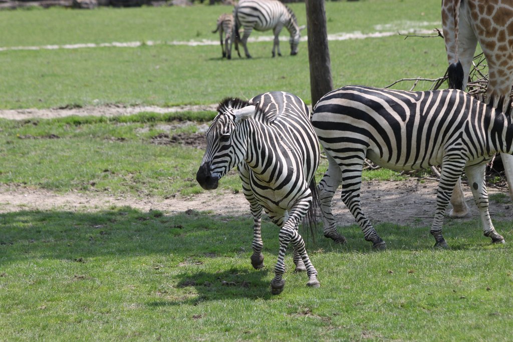 IMG_1382.JPG -  Grant's zebra  ( Böhmzebra )