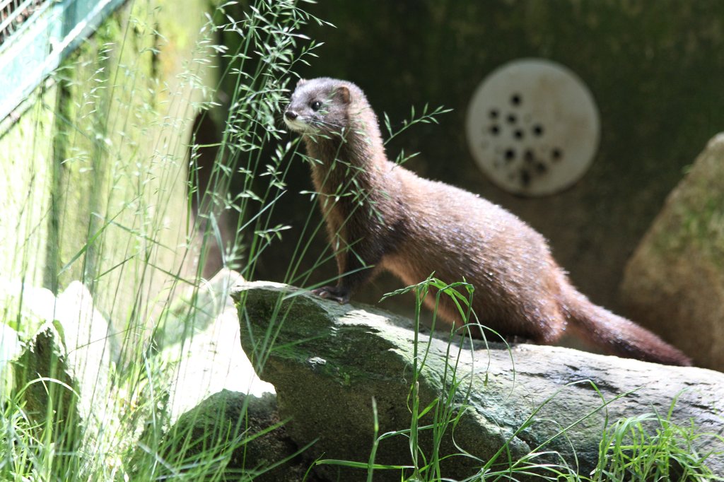 IMG_1492.JPG -  European mink  ( Europäischer Nerz )