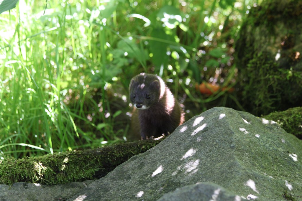 IMG_1493.JPG -  European mink  ( Europäischer Nerz )