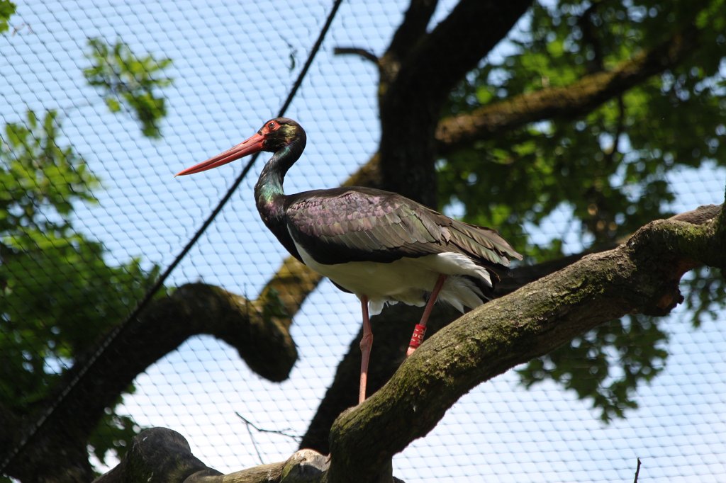 IMG_1549.JPG -  Black stork  ( Schwarzstorch )