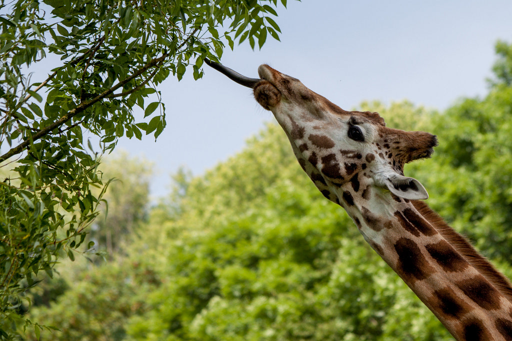 IMG_1572_c.jpg -  Giraffe  ( Giraffe )