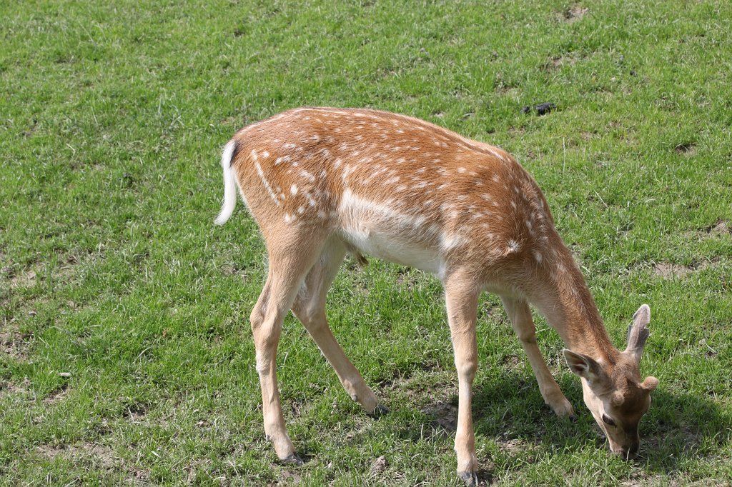 IMG_1609.JPG -  Persian fallow deer  (Mesopotamischer  Damhirsch )