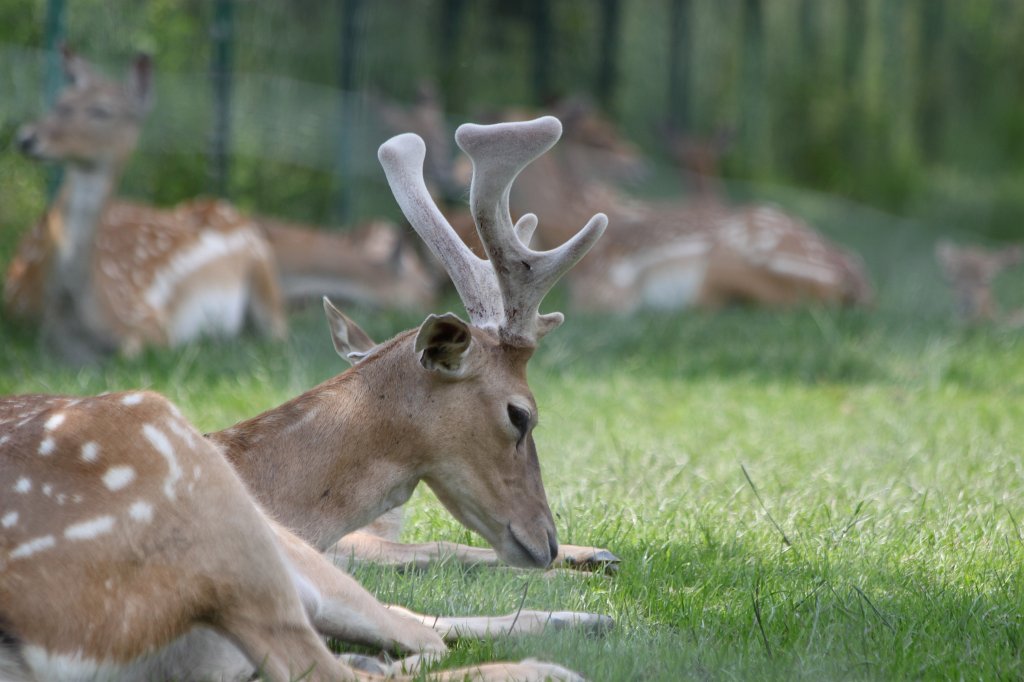 IMG_1614.JPG -  Persian fallow deer  (Mesopotamischer  Damhirsch )