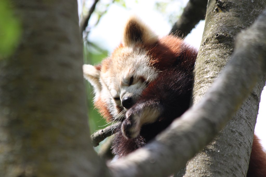 IMG_1649.JPG -  Red panda  ( Kleiner Panda )