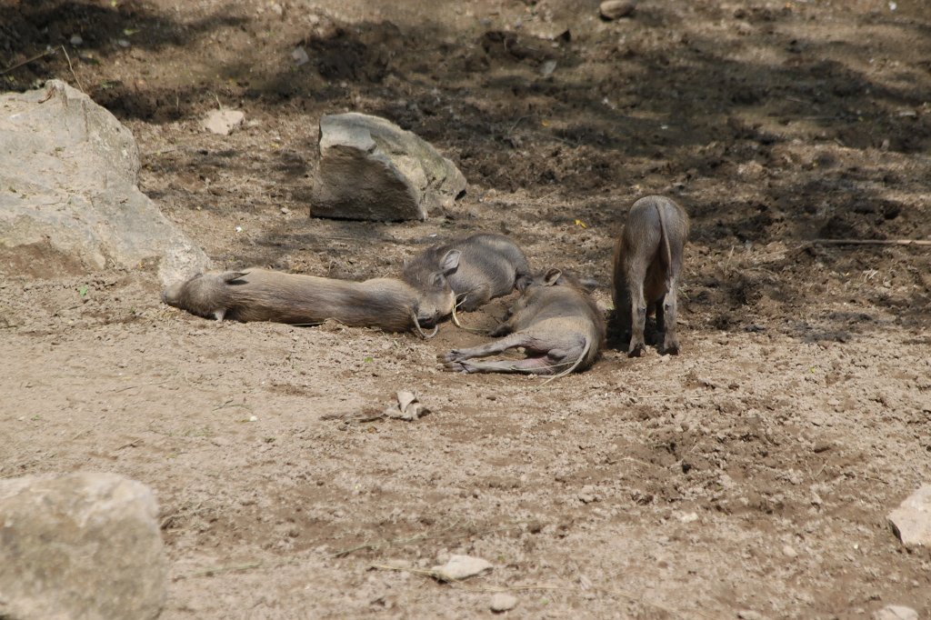 IMG_1667.JPG -  Common warthog  ( Warzenschwein )