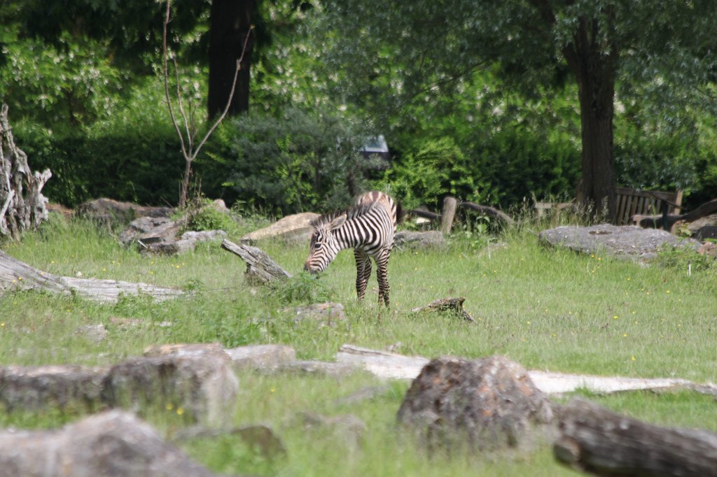 IMG_1724.JPG - One week old  grant's zebra  foal (Ein eine Woche altes  Böhmzebra fohlen)