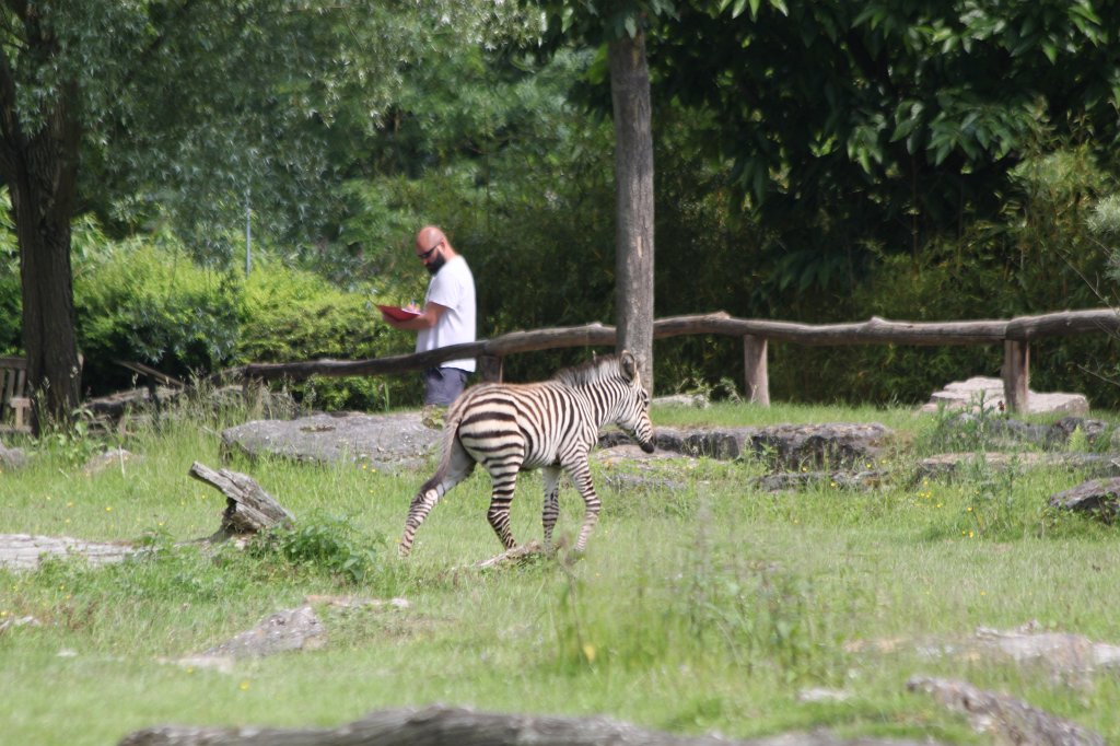 IMG_1727.JPG - One week old  grant's zebra  foal (Ein eine Woche altes  Böhmzebra fohlen)