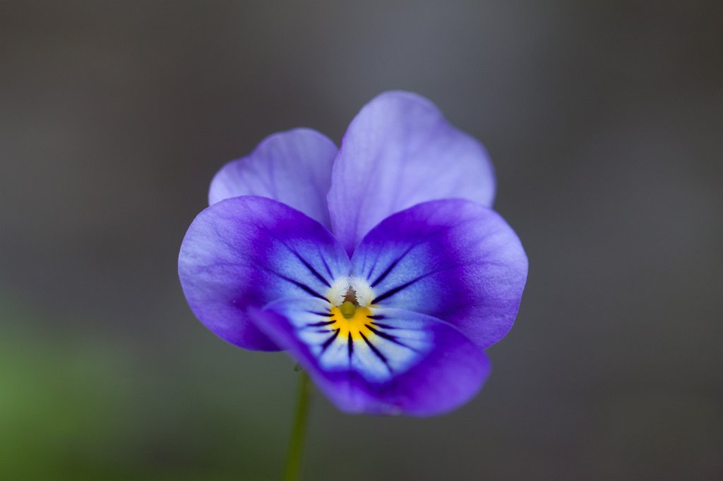 IMG_1736_c1.jpg -  Viola  ( Stiefmütterchen )