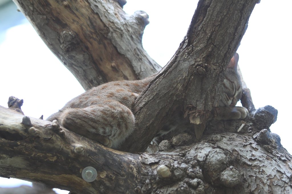 IMG_9188.JPG - Sleeping  rusty-spotted cat  ( Rostkatze )