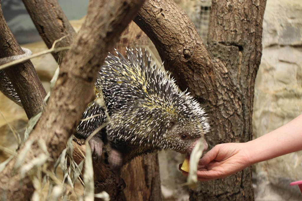 IMG_9209.JPG -  Prehensile-tailed porcupine  ( Greifstachler )