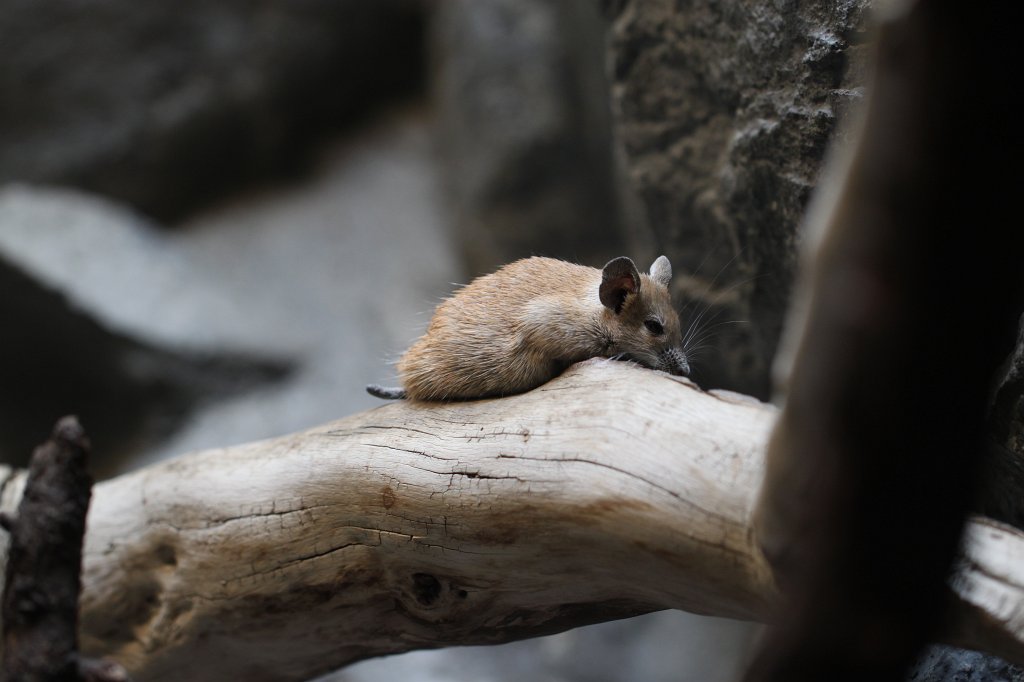 IMG_9236.JPG -  Golden spiny mouse  ( Goldstachelmaus )